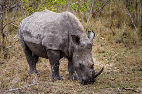 White or Square-lipped Rhinoceros (Ceratotherium simum) - Kruger National Park